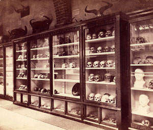 Skulls forming part of the anatomical collections display (Click to enlarge)